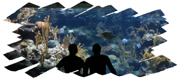 Sabiendo lo importante que es un espectáculo con respecto a la decoración y la iluminación, un definario no iba a ser menos. Con nuestro sistema se pueden crear distintos escenarios o paisajes según el acto o el evento que quieras celebrar en el, añadiendo o retirando elementos decorativos, luces y /o plantas en muy poco tiempo, ya que es modulable, de fácil y rápida instalacion así como fácilmente desmontable para su modificación o cambios de posición, lo que te facilitará el trabajo y aliviará los costes de horas de personal, para transformar tu delfinario en un verdadero paraíso acuático dejándote llevar por tu creatividad.