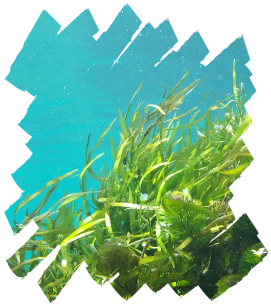 PLANTADOR ACUÁTICO POSIDONIA