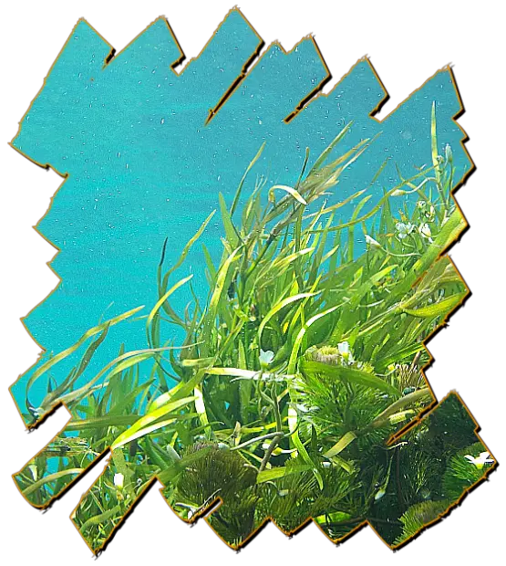 Planta Posidonia