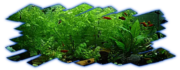 Las plantas se fijan con facilidad